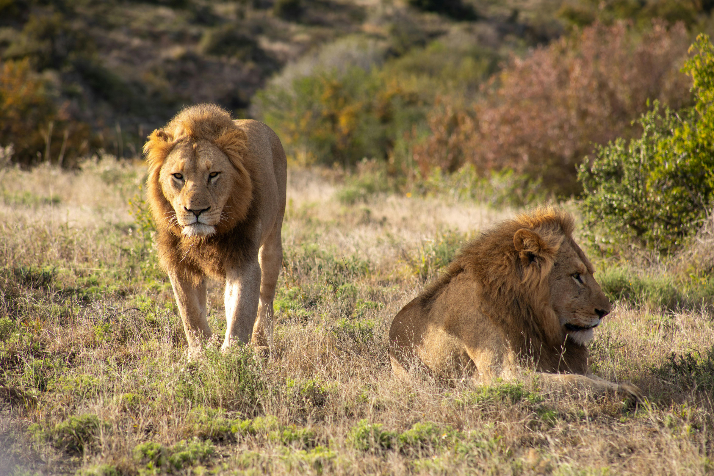 karongwe private game reserve (2).webp